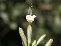 fleur, vue latérale